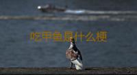 吃甲鱼是什么梗 